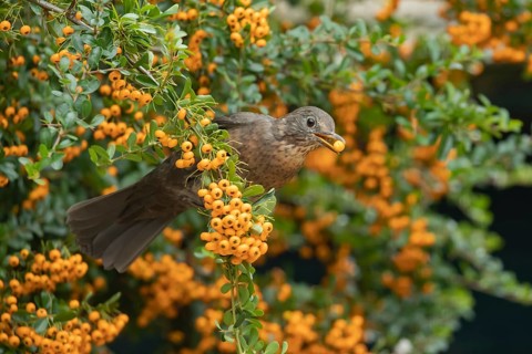 European blackbird (Turdus merula) adult female garden bird feeding on berries from a Pyracantha