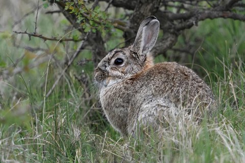 Gut geschützt... Wildkaninchen *Oryctolagus cuniculus* sitzt / hockt unter einem Busch