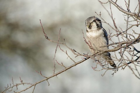 Northern Hawk-Owl (Surnia ulula), Saxony, Germany