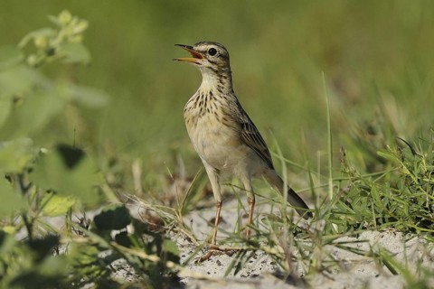 African Pipit (Anthus cinnamomeus) singing, Mida Creek, Kenya