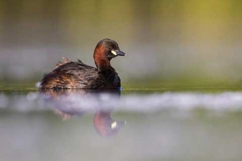 Little Grebe (Tachybaptus ruficollis), Poland