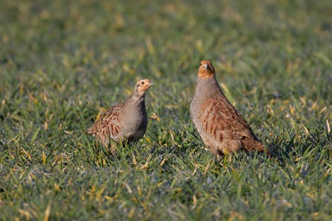 Grey or Hungarian or English partridge (Perdix perdix) two adult birds in a farmland cereal field,