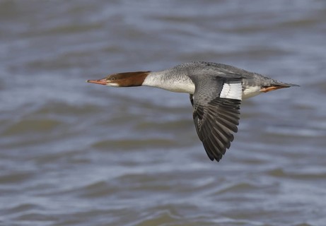 Common Merganser (Mergus merganser americanus) female flying, Ohio, USA