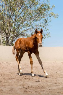A young foal stands gracefully on a sandy surface with a clear blue sky and lush trees in the