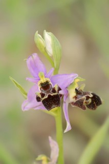 Ragwort (Ophrys santonica), flower, Provence, southern France