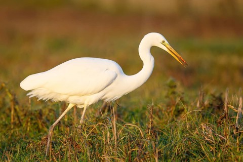 Great Egret (Ardea alba) foraging, North Rhine-Westphalia, Germany