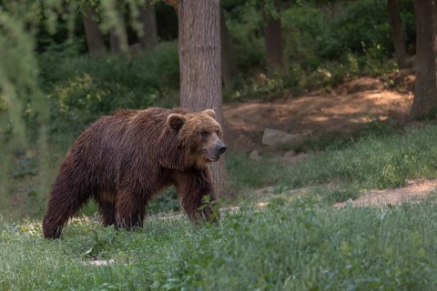 One Kamchatka brown bear (Ursus arctos piscator), walking over a meadow in a forest. Some green