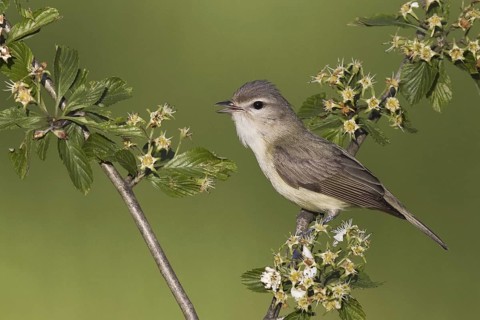 Warbling Vireo (Vireo gilvus) singing, Ohio, USA