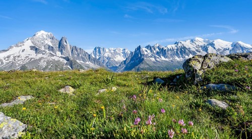 Mountain meadow with flowers, mountain panorama, mountain peaks Aiguille Verte, Grandes Jorasses