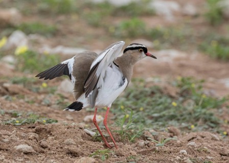 Crowned Lapwing (Vanellus coronatus) flapping, perched on the ground, Namibia