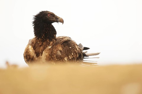 A stunning young bearded vulture displays its striking plumage in the Pyrenees. Captured in its