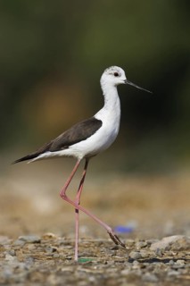 Black-winged Stilt (Himantopus himantopus), Oman