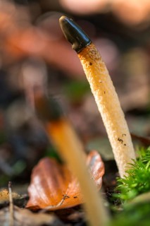 Common dog rod, dog rod, mutinus caninus, dog stinkhorn, fungi, fungus, high size, vertical format,