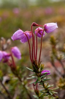 Blue heather, Ericaceae, Finland, heather family, moss heath, phyllodoce caerulea, blue heath, blue