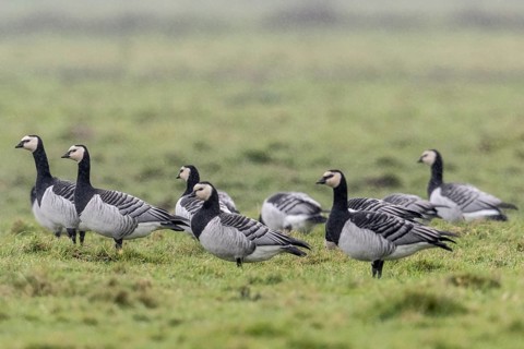White-fronted Geese, Barnacle Geese (Branta leucopsis), East Frisia, Lower Saxony, Germany