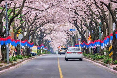 JEJU, SOUTH KOREA, APRIL 9, 2018: Blooming sakura cherry blossom trees in spring in street with