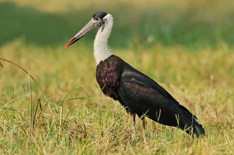 Woolly-necked stork or Asian woolly-necked stork (Ciconia episcopus episcopus), Keoladeo Ghana
