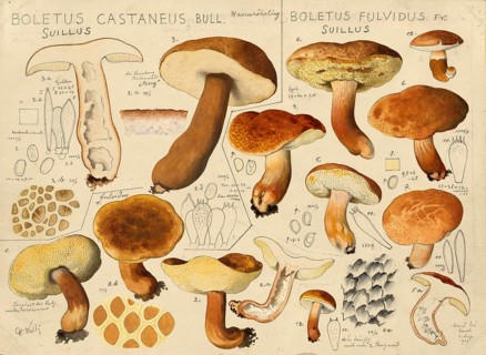Mushroom, mushrooms, hare bolete, Gyroporus castaneus, syn Boletus castaneus, also known as