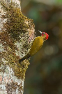 Rufous-winged Woodpecker (Piculus simplex) male, Limon, Costa Rica