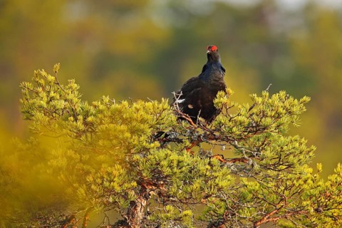 Black grouse on the bog meadow. Lekking nice bird Grouse, Tetrao tetrix, in marshland, Sweden.