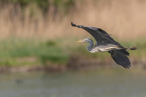 Grey heron (Ardea cinerea) in flight. Lower Rhine, Alsace, France