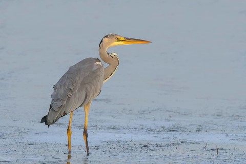 Grey heron (Ardea cinerea) standing in the water of the Baltic Sea, morning mood, wildlife, heron,