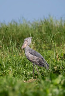 A shoebill (Balaeniceps rex) stands in the reeds at the mouth of the Victoria Nile, Murchison Falls
