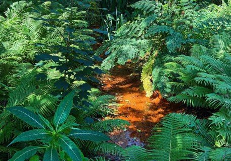 Roter Bach, iron-rich water in a stream in the Rombergpark Botanical Garden, Dortmund, Ruhr area,