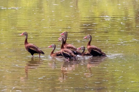 Central America, Costa Rica, Autumn Whistling Duck, (Dendrocygna autumnalis), Group, Waters, Autumn