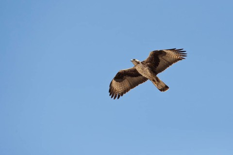 Bonelli's Eagle (Aquila fasciata) flying, Dhofar, Oman