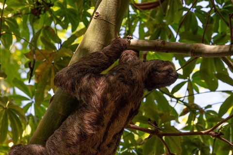 Brown-throated sloth (Bradypus variegatus), Cartagena, Colombia