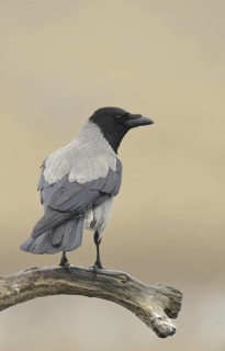 Hooded Crow (Corvus cornix), Mecklenburg-Western Pomerania, Germany