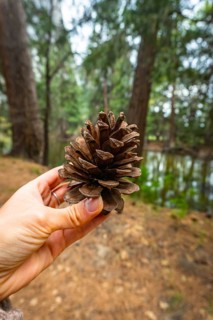 Person's hand holding a natural pinecone found on the forest floor, exploring the beauty of nature