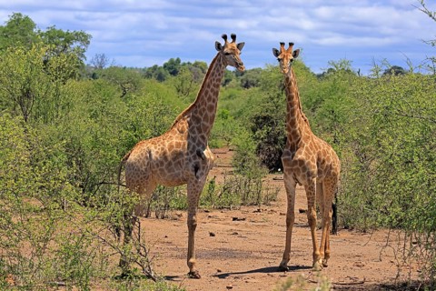 Giraffe (Giraffa camelopardalis giraffa), adult, two, alert, standing, Kruger National Park,