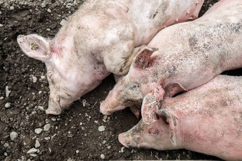 Pigs lie in front of the pigsty and sleep, Alpe Schlappold, Fellhorn, Oberstdorf, Oberallgäu,