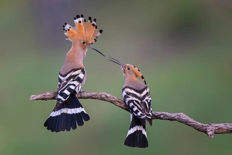 Hoopoe (Upupa epops) Bird of the Year 2022, feeding, courtship feeding, pair, male and female in