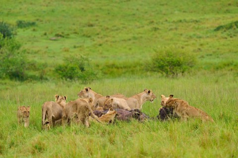 A pride of lions hunting prey in a green landscape, lion (Panthera leo), Cape buffalo (Syncerus