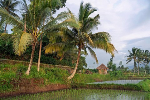 Scenic view of a lush Indonesian rice field with vibrant green terraces, swaying palm trees, and a