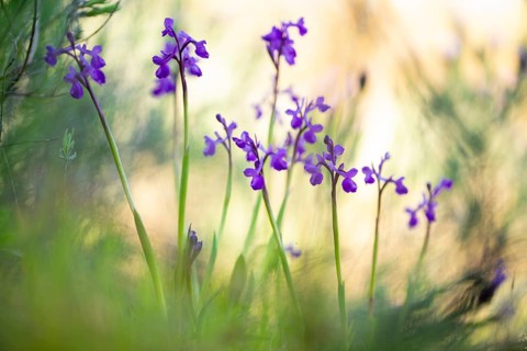 Lush clusters of purple anacamptis champagneuxii orchids bloom vibrantly in their natural habitat,