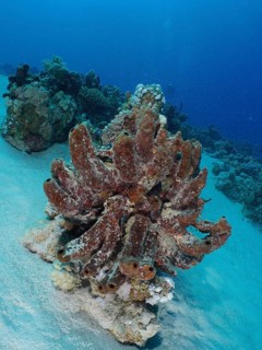 Erect sponge (Hyrtios erectus)
