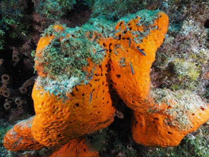 Large, orange-coloured fire sponge (Tedania ignis) on the seabed, surrounded by green algae. Dive