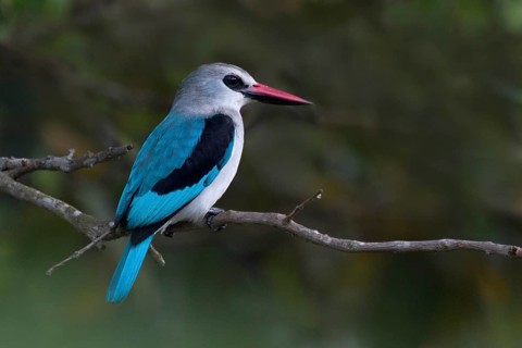 Woodland Kingfisher (Halcyon senegalensis), Wakiso, Uganda