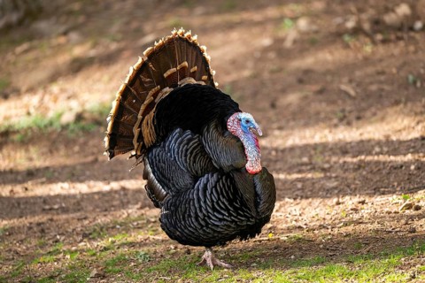 Wild turkey (Meleagris gallopavo) male spreading its feathers while standing on a meadow, Bavaria,