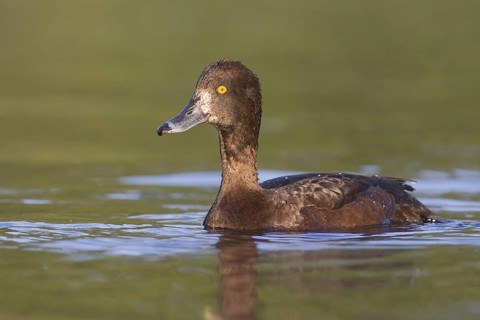 Tufted Duck (Aythya fuligula) female, Brandenburg, Germany