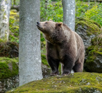 Brown bear (Ursus arctos) standing on a rock covered with moss, captive, Bavarian Forest National