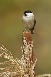 Marsh Tit (Poecile palustris), Rhineland-Palatinate, Germany