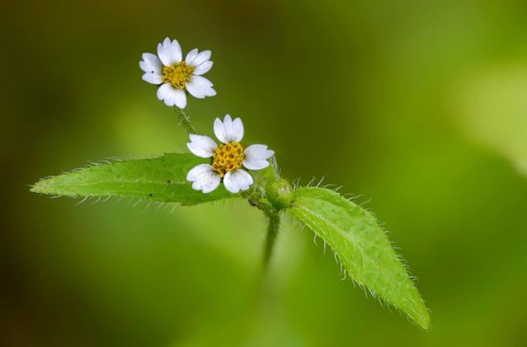 Asteraceae, hairy button herb, French herb, galinsoga ciliata, galinsoga quadriradiata, button