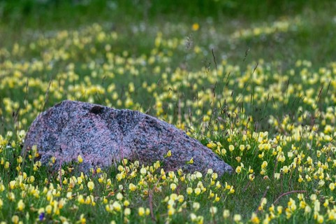 Fabaceae, yellow asparagus pea, butterflies, Sweden, asparagus pea, asparagus clover, asparagus