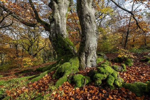 Old copper beeches (Fagus sylvatica) in the Hutewald Halloh, Hesse, Lower Saxony