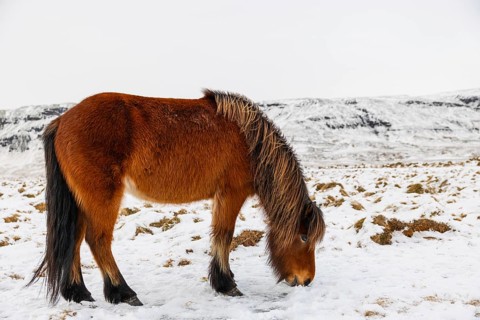 Icelandic horse (Equus ferus caballus), snow, winter, Iceland, Scandinavia